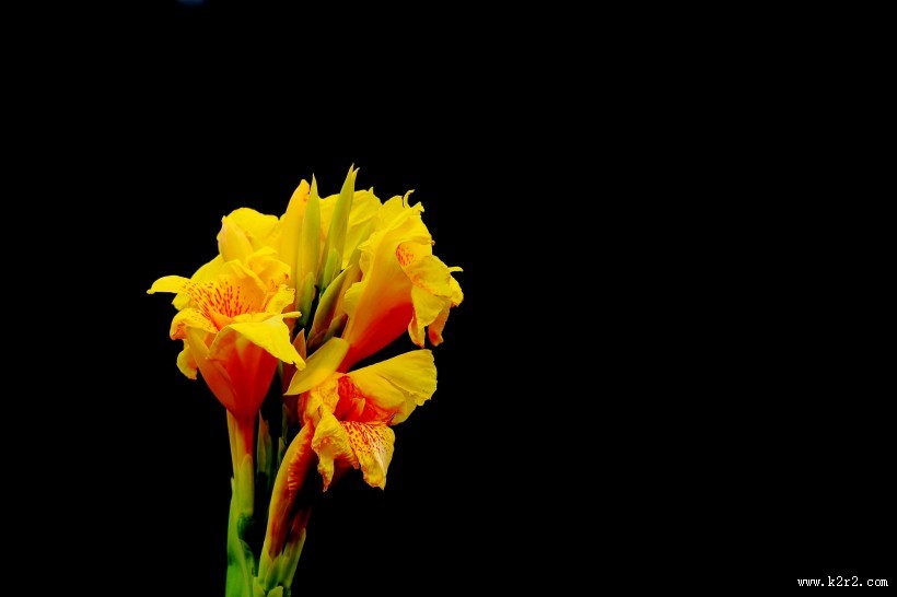 美人蕉图片大全