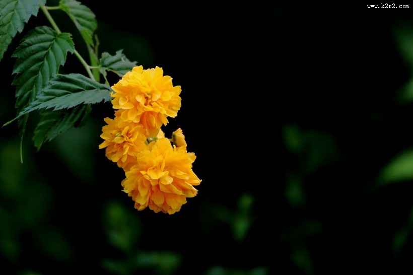 黄色棣棠图片