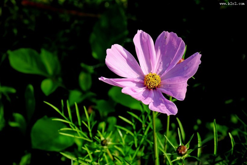 唯美格桑花图片