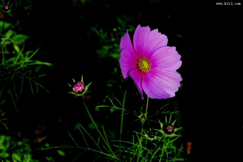 唯美格桑花图片