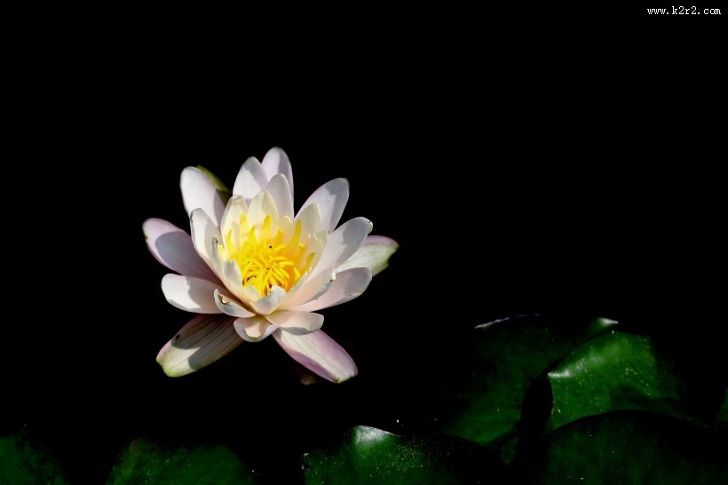 端庄大气睡莲图片