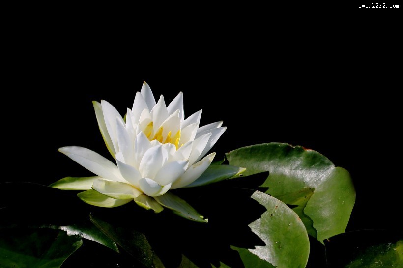 端庄大气睡莲图片