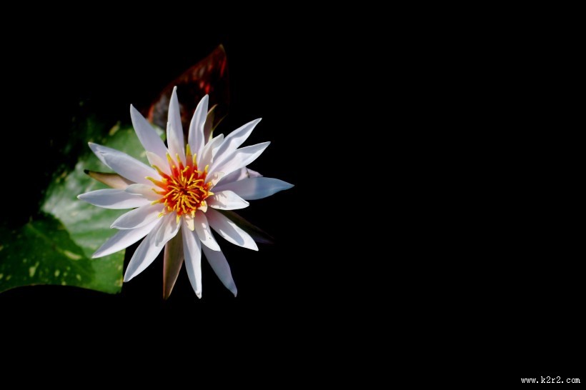 端庄大气睡莲图片