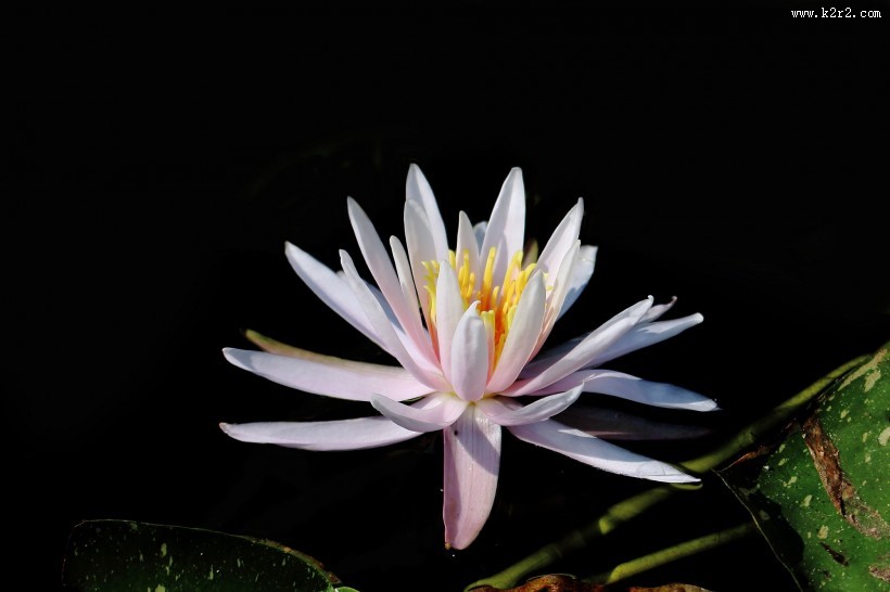 端庄大气睡莲图片