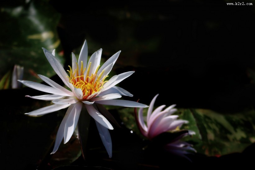 端庄大气睡莲图片