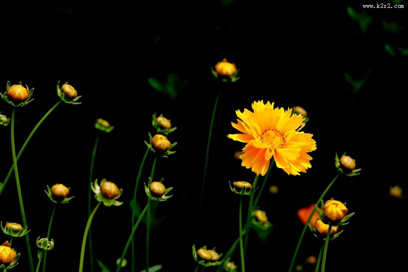 黄色金鸡菊图片