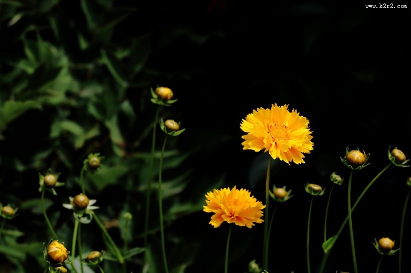 黄色金鸡菊图片