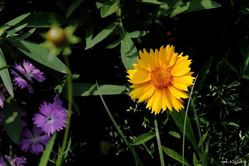 黄色金鸡菊图片