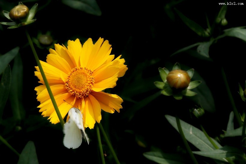 黄色金鸡菊图片