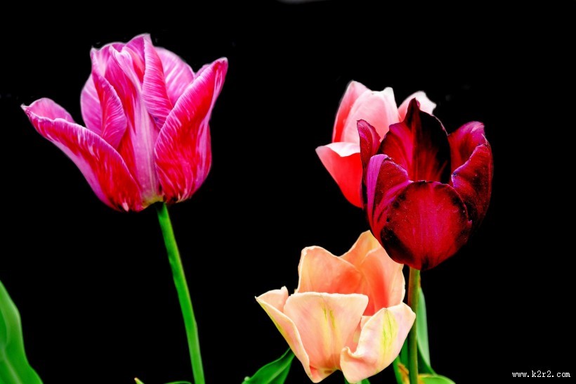 唯美郁金香图片