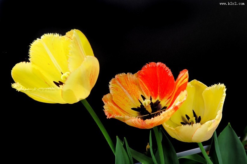 唯美郁金香图片