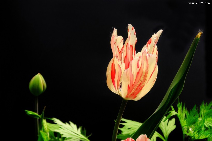 唯美郁金香图片