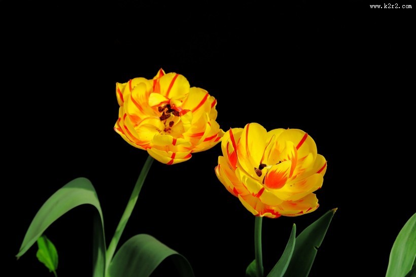 唯美郁金香图片