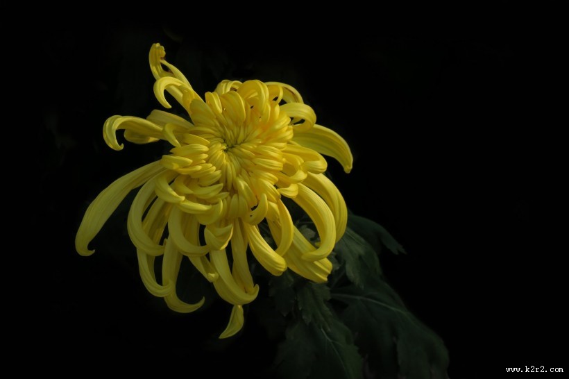 五颜六色的菊花图片