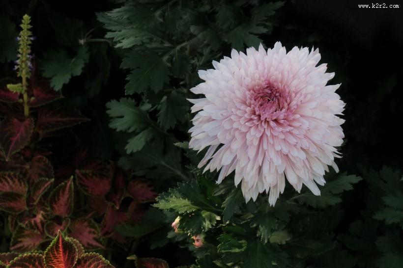 五颜六色的菊花图片