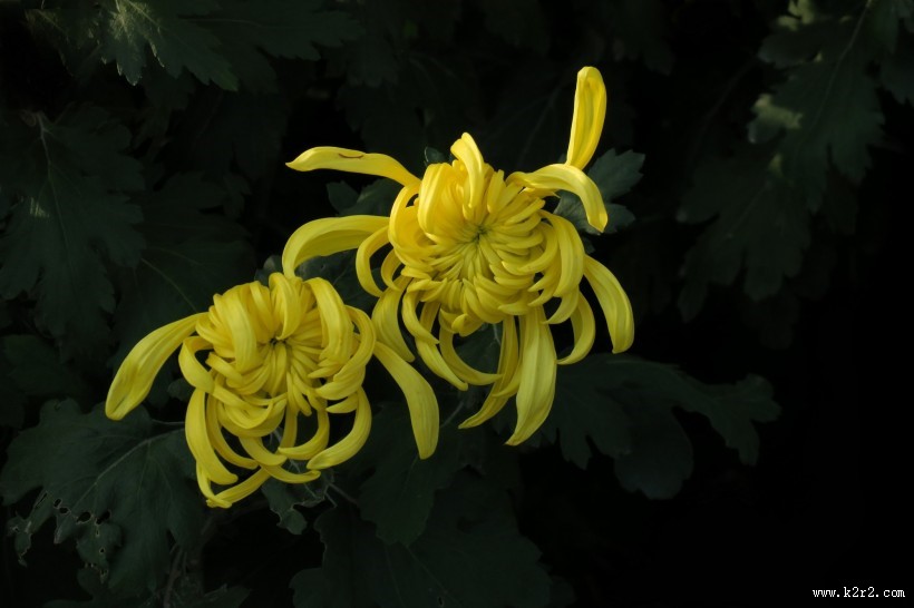 五颜六色的菊花图片