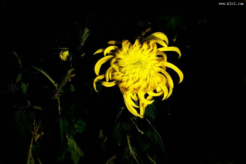 五颜六色的菊花图片