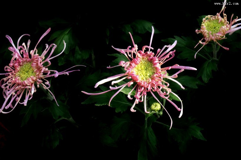 五颜六色的菊花图片