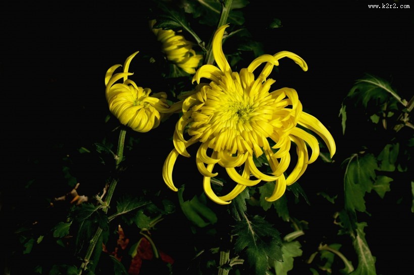 五颜六色的菊花图片