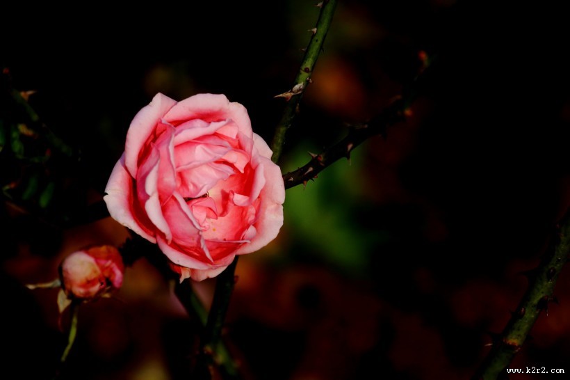 娇艳的粉色月季花图片