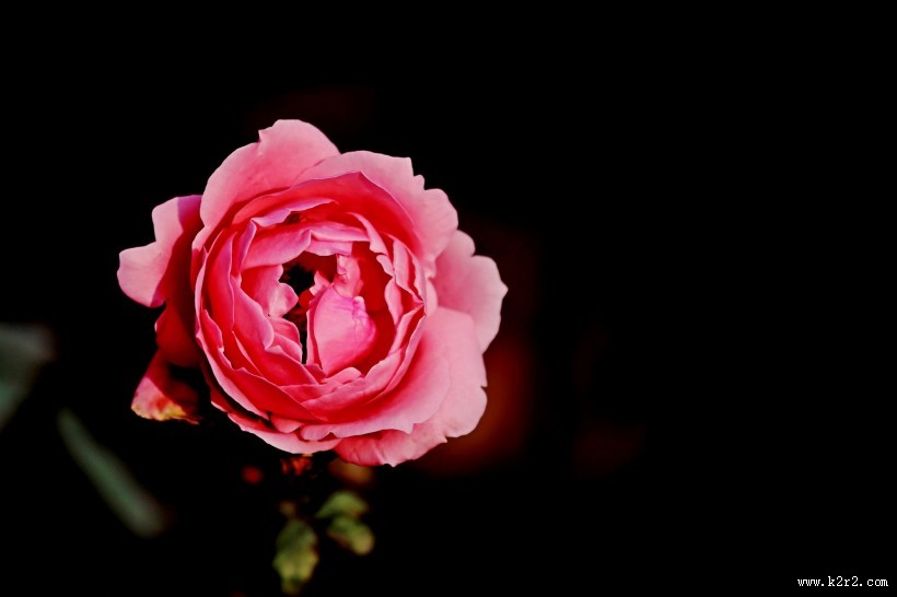 娇艳的粉色月季花图片