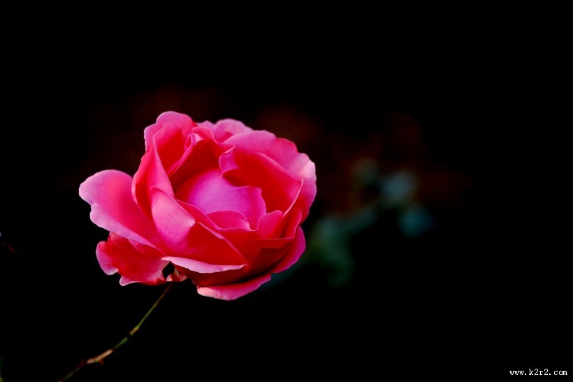 娇艳的粉色月季花图片