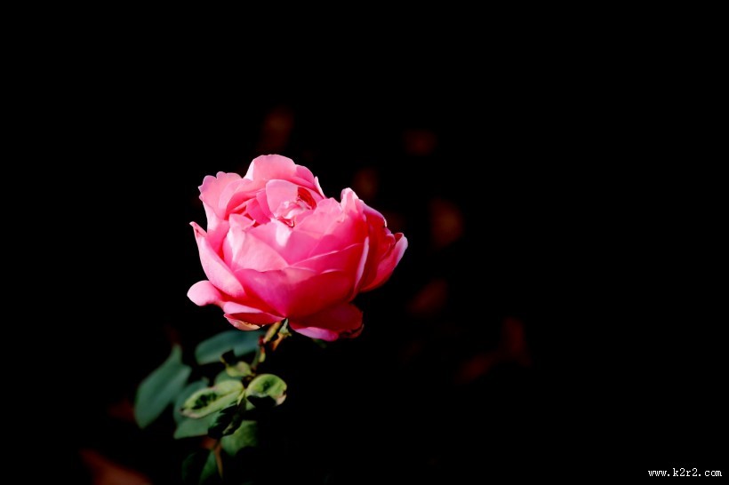 娇艳的粉色月季花图片