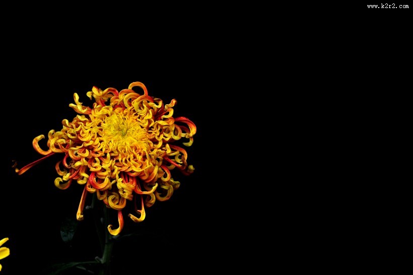 秋菊图片大全