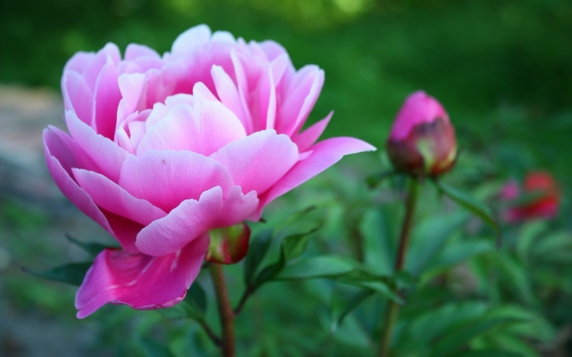 高贵的牡丹花图片大全