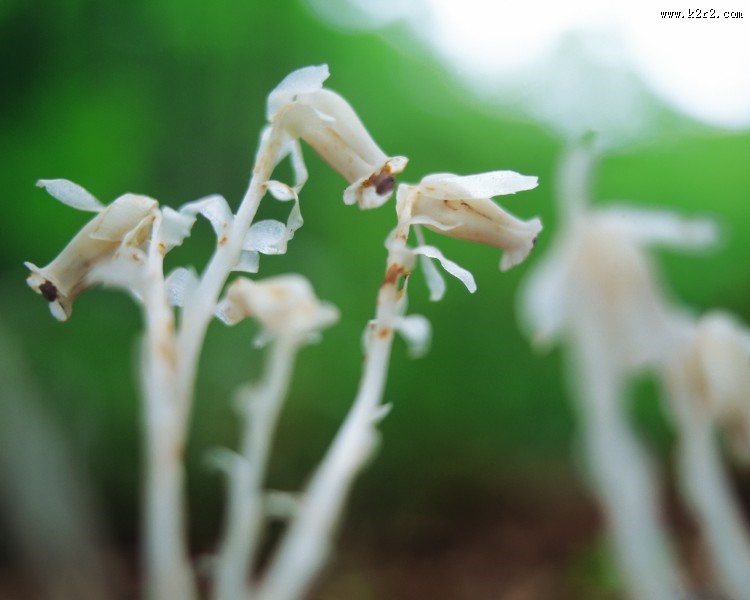 漂亮的白色野花图片大全