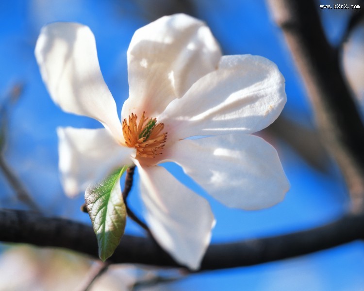 漂亮的白色野花图片大全