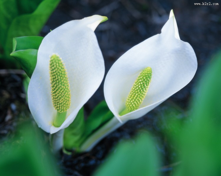 漂亮的白色野花图片大全