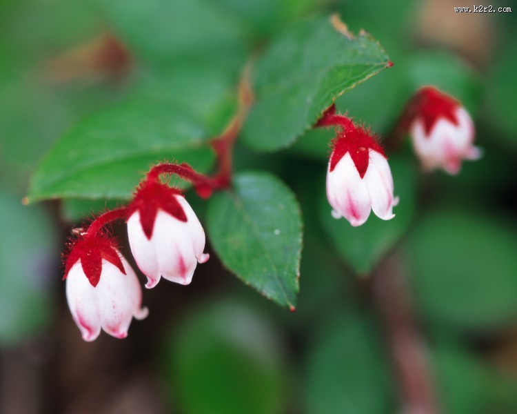 漂亮的白色野花图片大全