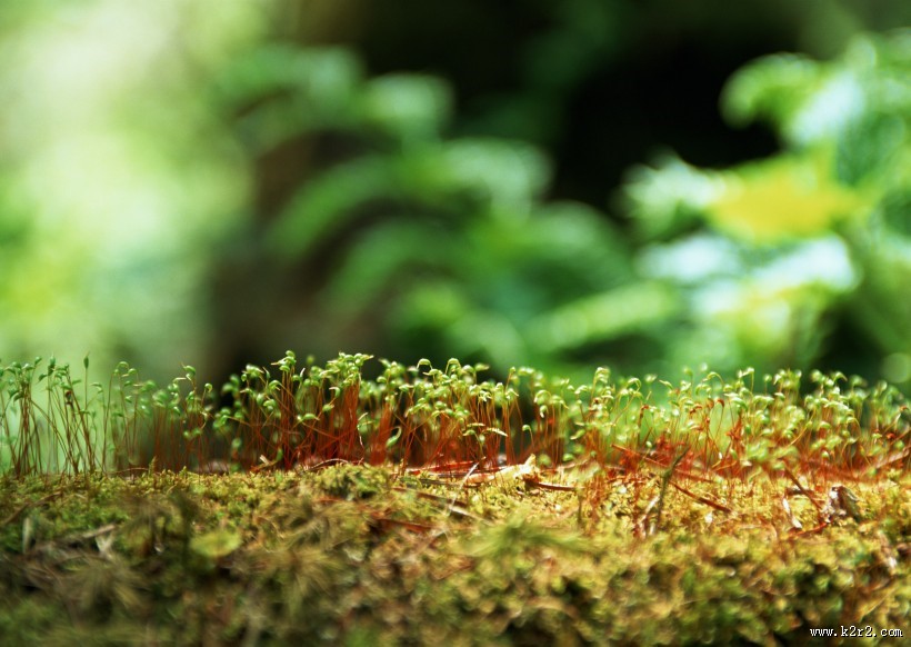 可爱的小苗嫩芽图片