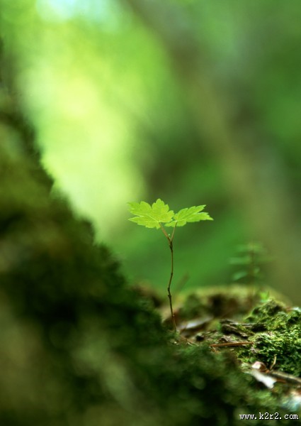 可爱的小苗嫩芽图片