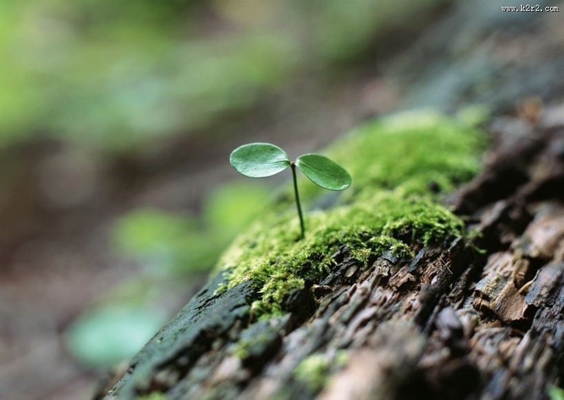 可爱的小苗嫩芽图片