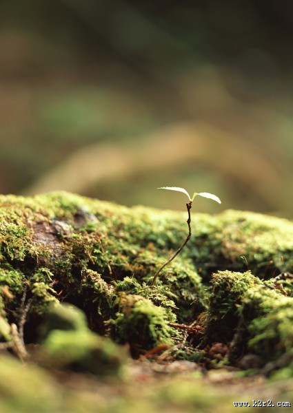 可爱的小苗嫩芽图片