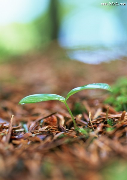 嫩绿的小苗和嫩芽图片大全