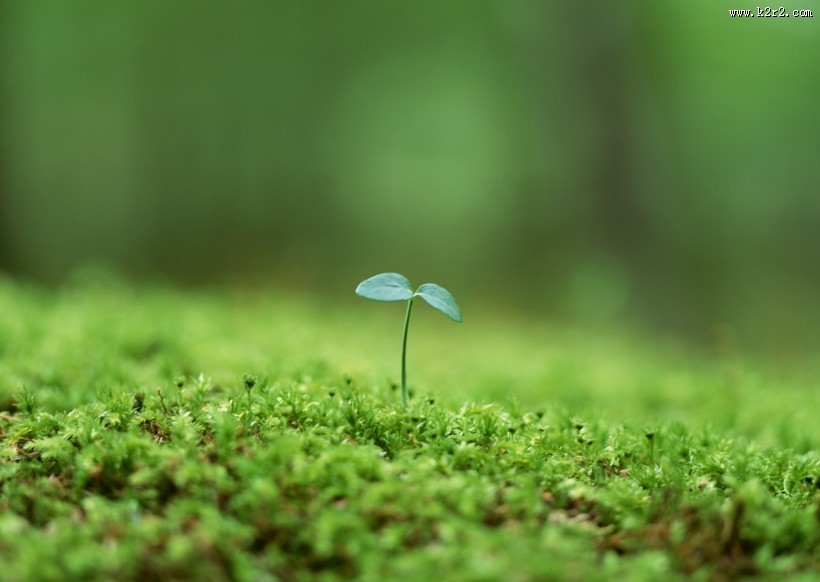 嫩绿的小苗和嫩芽图片大全