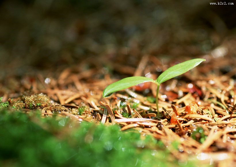 嫩绿的小苗和嫩芽图片大全