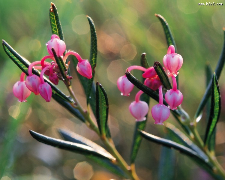 粉嫩粉嫩的野花图片大全
