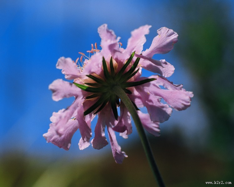 粉色系野花图片