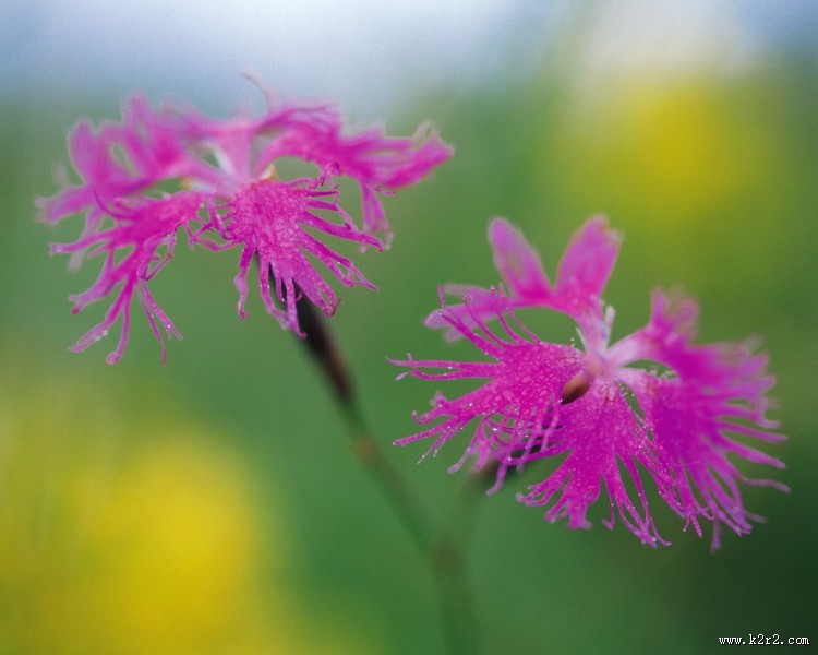 粉色系野花图片
