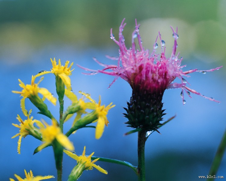 粉色系野花图片