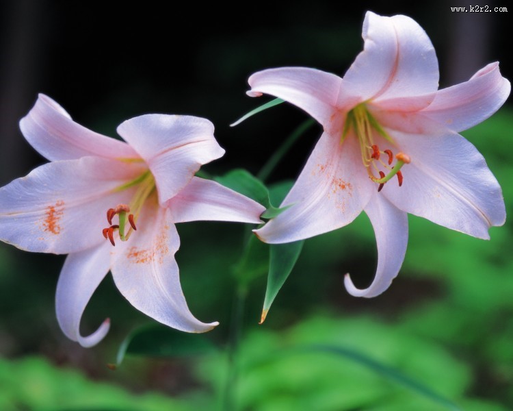 粉色系野花图片