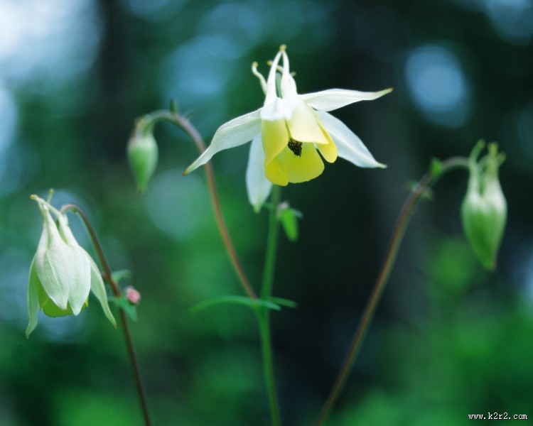 美丽的白色野花图片大全