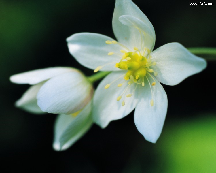 美丽的白色野花图片大全