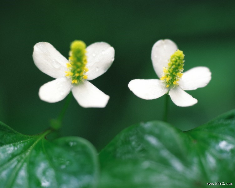 美丽的白色野花图片大全