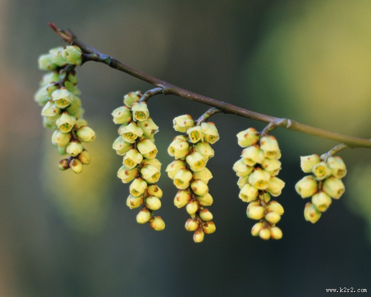 漂亮的黄色野花图片