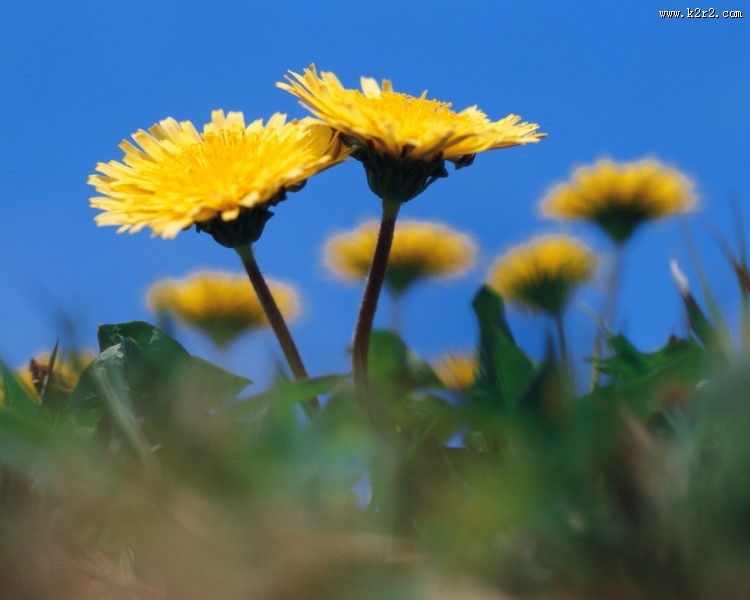 漂亮的黄色野花图片